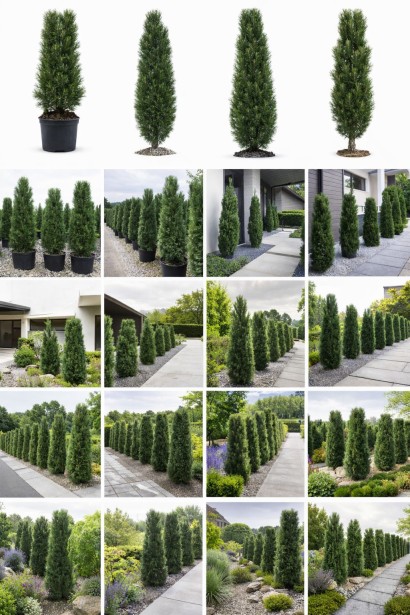 Сосна австрійська Комет в ландшафті